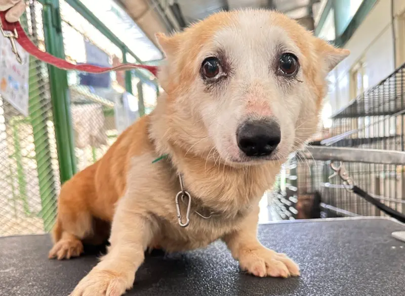 有柯基、柴犬！苗栗人人犬舍85隻品種狗開放認養　第一批名單曝光