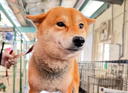 ▲苗栗動保所在粉專上，也公布了85隻狗狗的照片，這些狗狗都是超過7歲的熟齡犬。（圖／苗栗動保所）