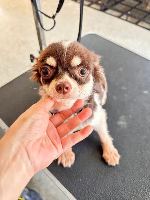 ▲苗栗公館「人人犬舍」內多達297隻品種繁殖犬被救出。（圖／苗栗動保所）