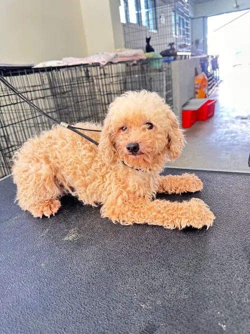 ▲苗栗公館「人人犬舍」被救出的貴賓犬。（圖／苗栗動保所）