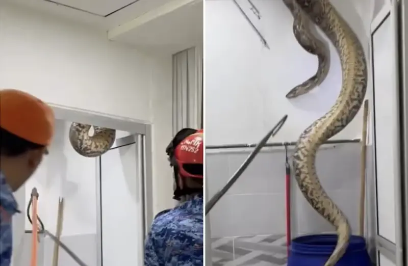 天降60公斤巨蟒！全家人嚇壞　15歲女兒見蛇掉落浴室
