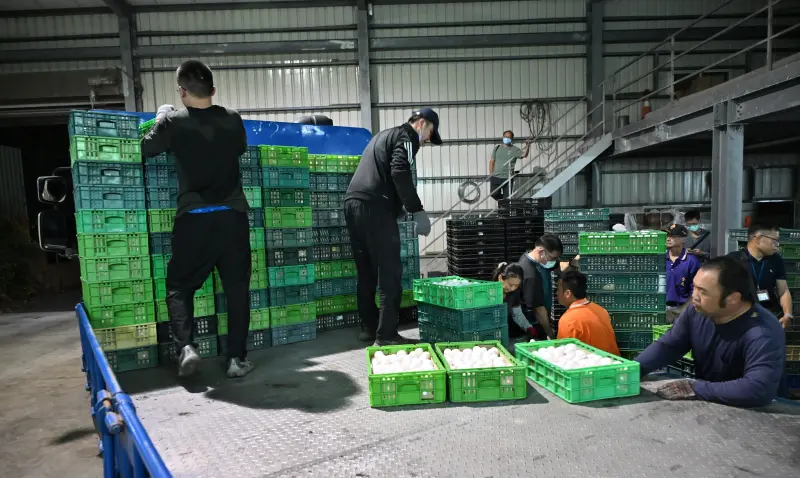 ▲彰化縣政府昨天連夜將文雅畜牧場25萬顆封存雞蛋運往他處銷毀。(圖/彰化縣政府提供,2025.11.18)
