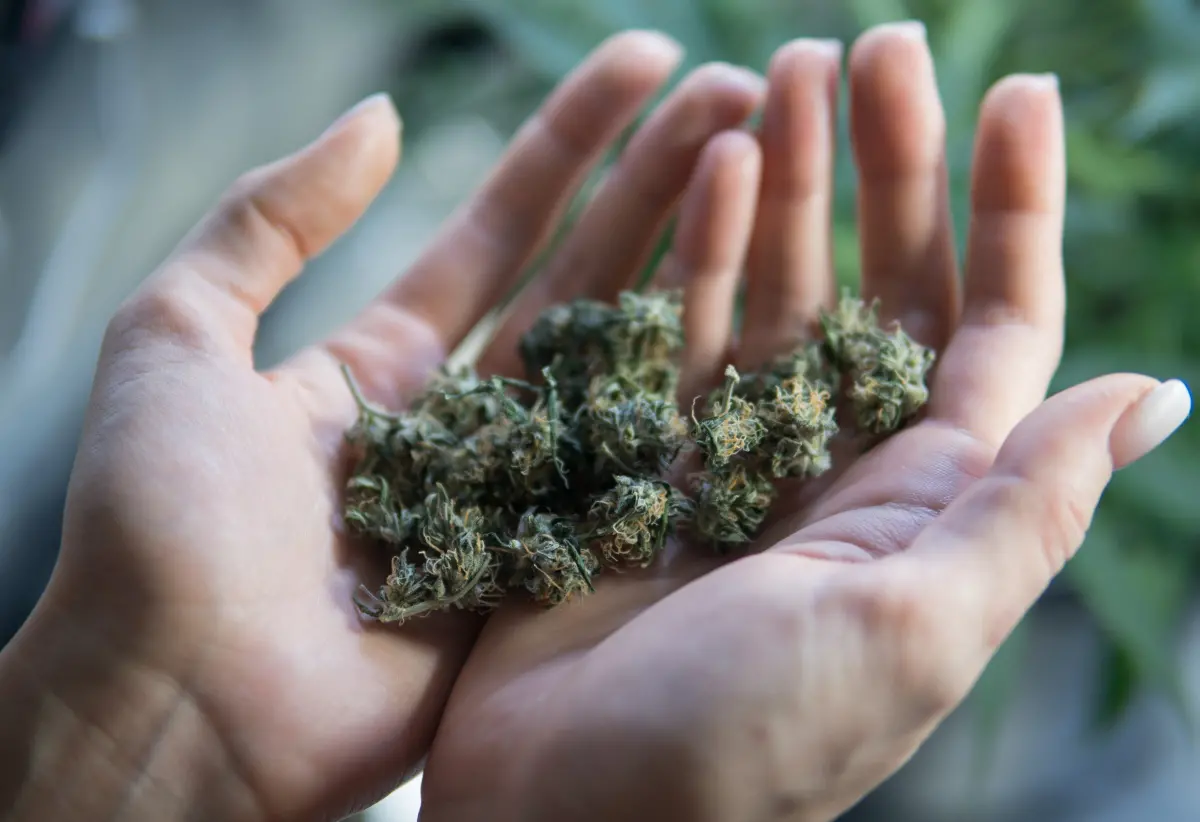 300箱布料竟藏145公斤大麻！半導體公司高層幫運毒當場遭逮