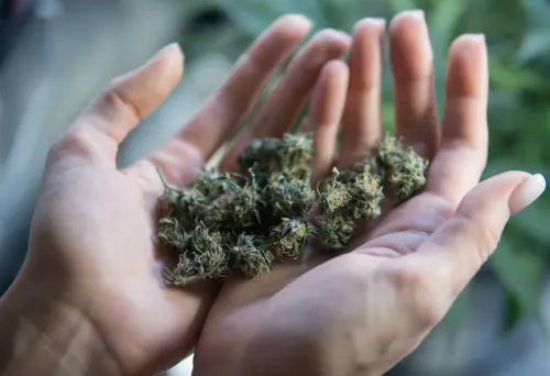 300箱布料竟藏145公斤大麻！半導體公司高層幫運毒當場遭逮
