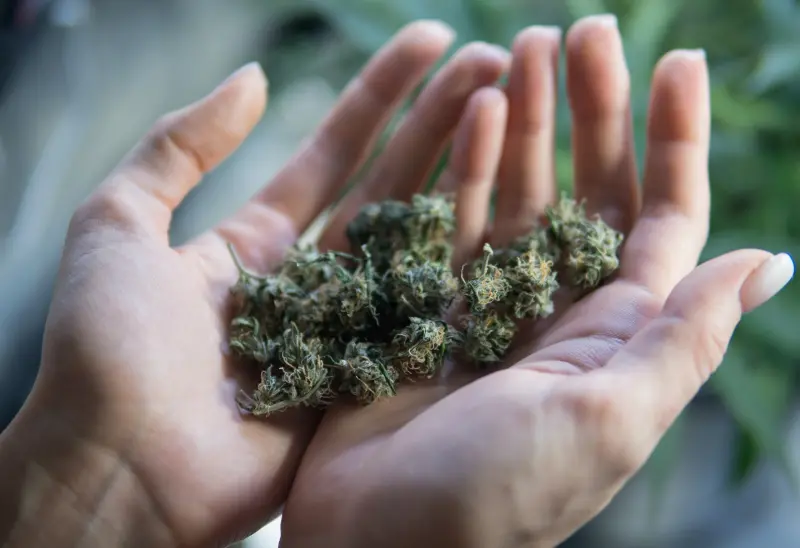 300箱布料竟藏145公斤大麻！半導體公司高層幫運毒當場遭逮