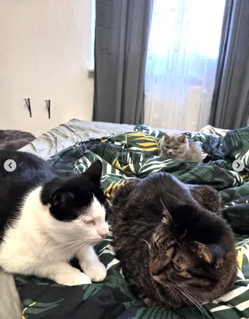 ▲（圖／翻攝自IG@theminimasi）