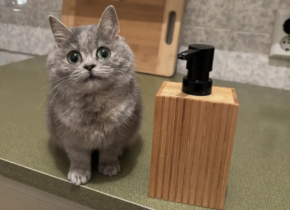 小奶貓領養半年「還沒長大」！獸醫檢查傻眼：是侏儒 主人秒崩潰