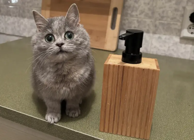 小奶貓領養半年「還沒長大」！獸醫檢查傻眼：是侏儒　主人秒崩潰