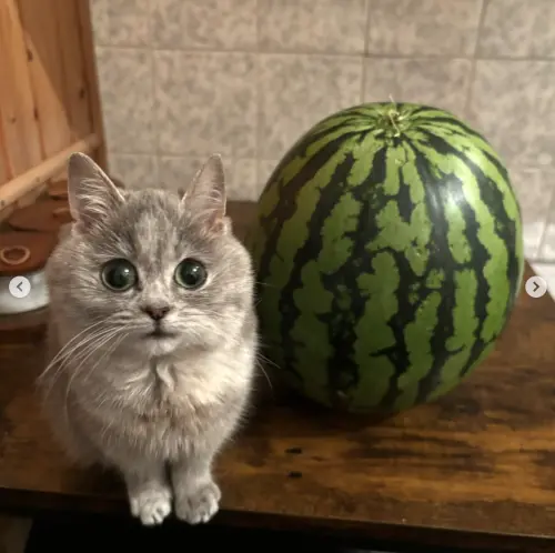 ▲（圖／翻攝自IG@theminimasi）