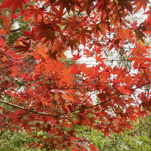 慢遊梨山賞「楓」景　一票搞定交通住宿
