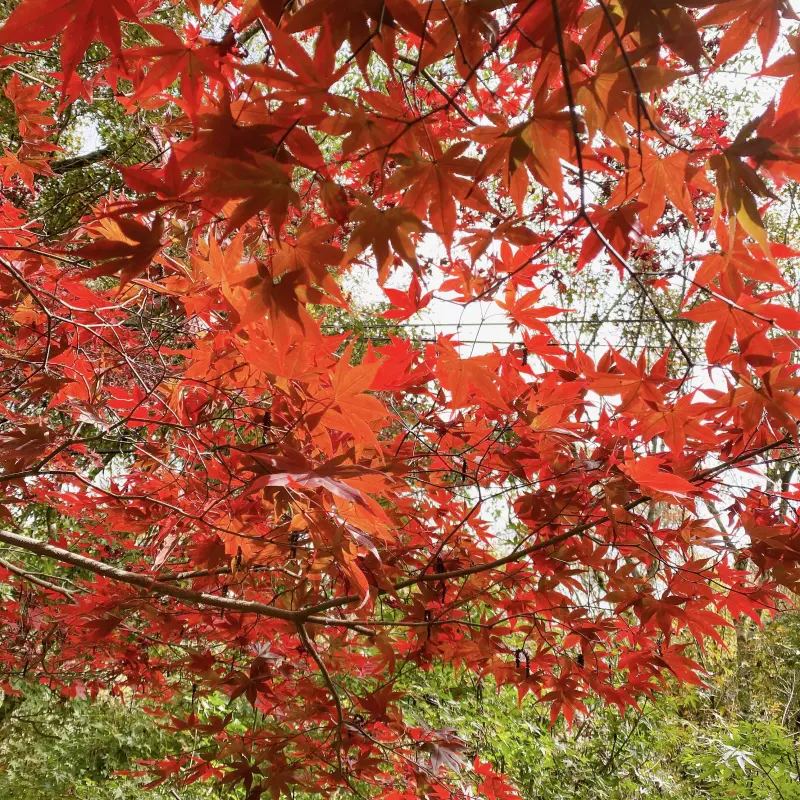 ▲梨山地區楓葉逐漸轉紅，市府也推出台中go梨山楓葉季交通時數套票(圖／交通局提供2025.11.18)