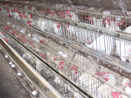 ▲養雞場,籠飼,雞蛋,傳統籠飼。（圖／NOWNEWS資料照）