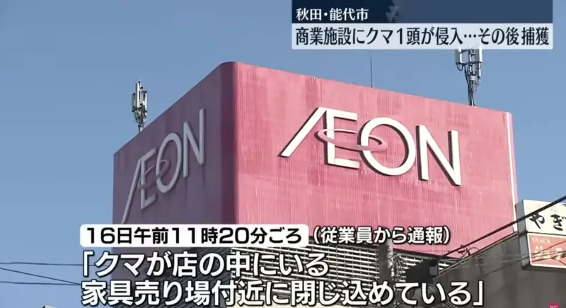    ▲野熊闖入AEON能代店商場，縣府工作人員到場後，使用吹箭將熊麻醉，接著把熊電死。（圖／翻攝自網路）  