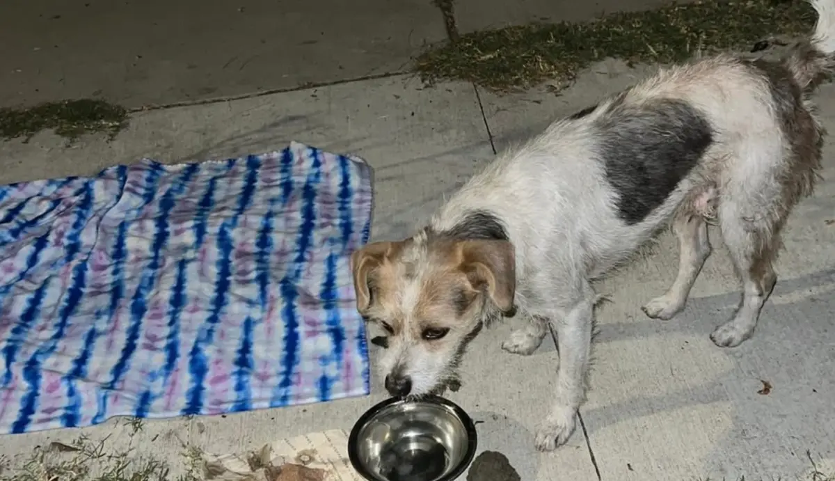 忠心狗狗待街頭苦等兩個月！主人消失「真相太殘酷」 志工出手了