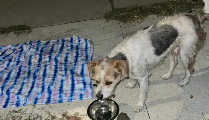 忠心狗狗待街頭苦等兩個月！主人消失「真相太殘酷」　志工出手了