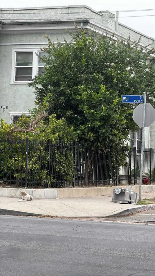 ▲布魯諾就在這個街角，整整待上兩個月。（圖／翻攝臉書Suzette Hall）