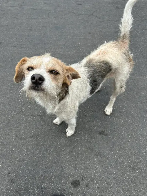 ▲雖然被主人拋棄了，但布魯諾對於人類還是相當熱情，陌生人也能輕易接近。（圖／翻攝臉書Suzette Hall）