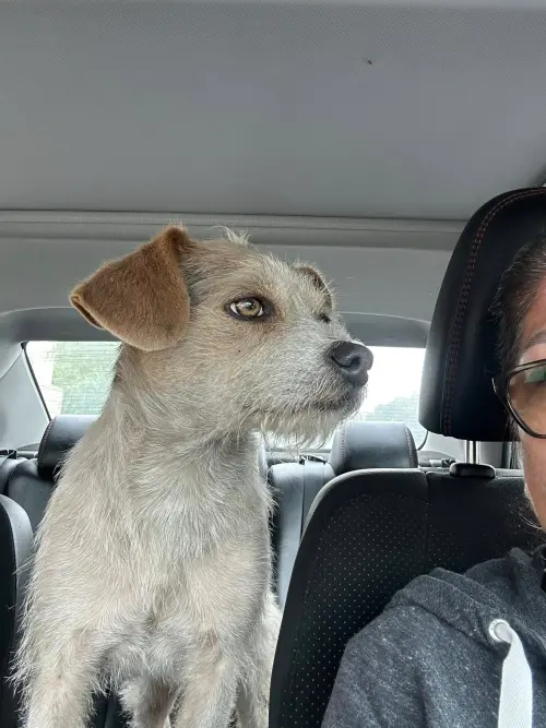 ▲布魯諾搭上志工的車之後，嶄新的狗生展開了。（圖／翻攝臉書Suzette Hall）