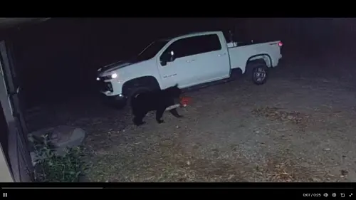 ▲美國一名網友的監視器拍到一頭黑熊叼著電鋸，畫面引起日本網友熱議，被稱是「鏈鋸熊」。（圖／翻攝自X／BowTiedBroke@BowTiedBroke）