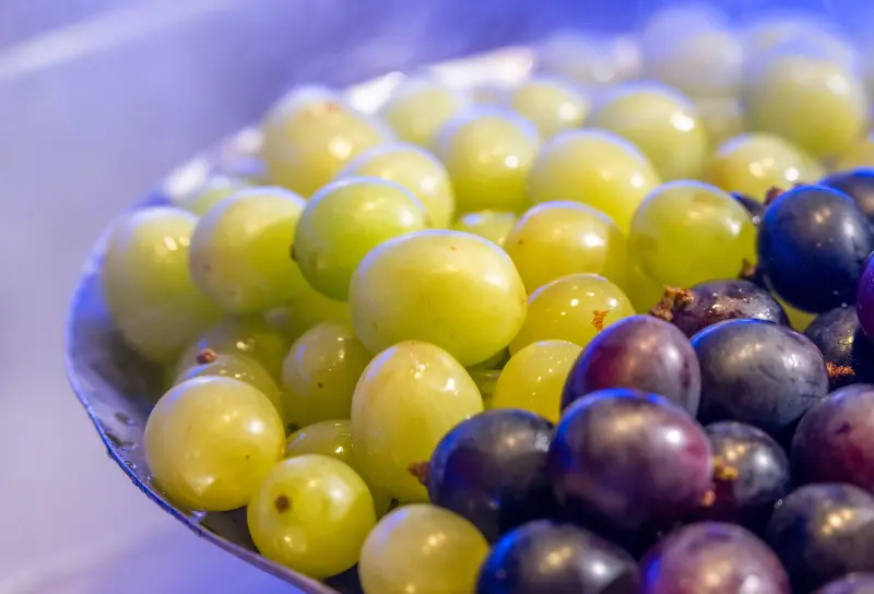 ▲千葉火鍋集團旗下「極千葉」將加碼麝香葡萄，熟時區更將有麻油雞、羊肉爐，都可吃到飽。（圖／千葉火鍋提供 www.cyhotpot.net）