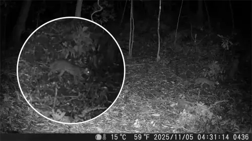 ▲ 林業保育署嘉義分署與嘉義縣鄒族獵人協會及屏東科技大學合作，日前以紅外線自動相機在阿里山鄉里佳部落周邊國有林地拍攝到石虎。（圖／林保署）