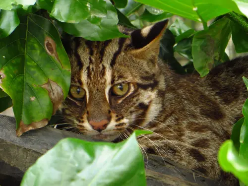 ▲林業保育署推動國土綠網計畫，藉由建置空間藍圖與保育對策，串聯各類型棲地，讓石虎能順利繁育、遷移與擴大分布範圍（圖片／生物多樣性研究所）
