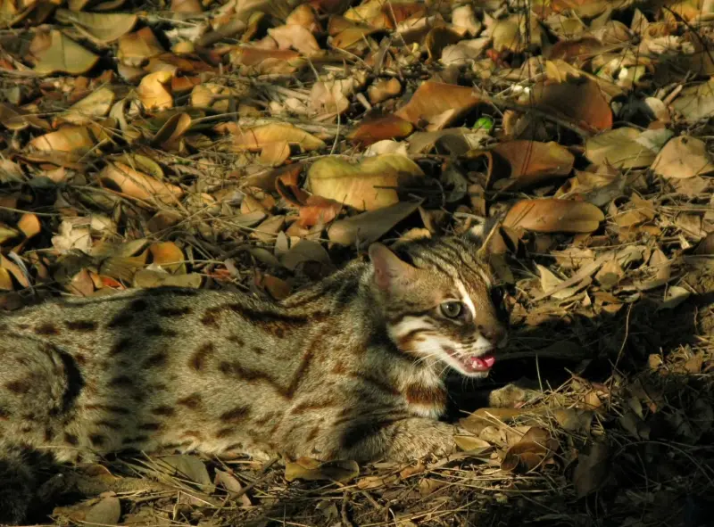 ▲石虎是典型里山動物，目前全臺僅苗栗、臺中與南投有穩定的族群（圖／台灣石虎保育協會余建勳）