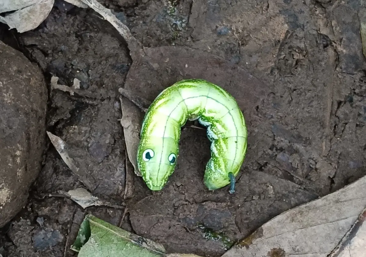 登山遇「野生綠毛蟲」像玩具！真面目爆出 眾看呆：寶可夢出現了