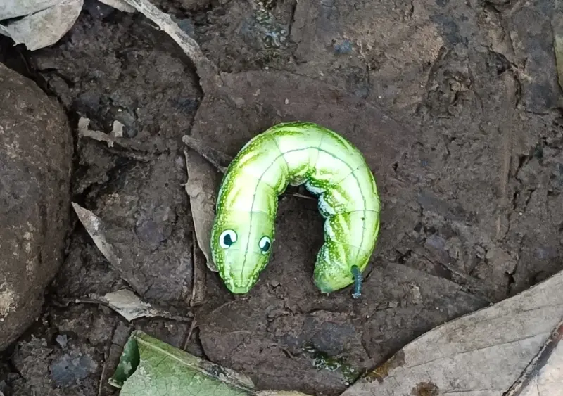 登山遇「野生綠毛蟲」像玩具！真面目爆出　眾看呆：寶可夢出現了