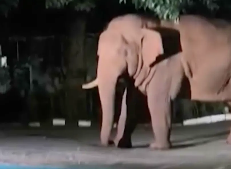 野生大象深夜去警察局！嚇壞警員和民眾