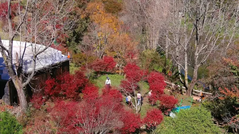 ▲一名年收千萬的蕭女先前在福壽山農場跌倒骨折，法院認定農場有管理疏失判賠362萬。（圖／翻攝福壽山農場臉書）