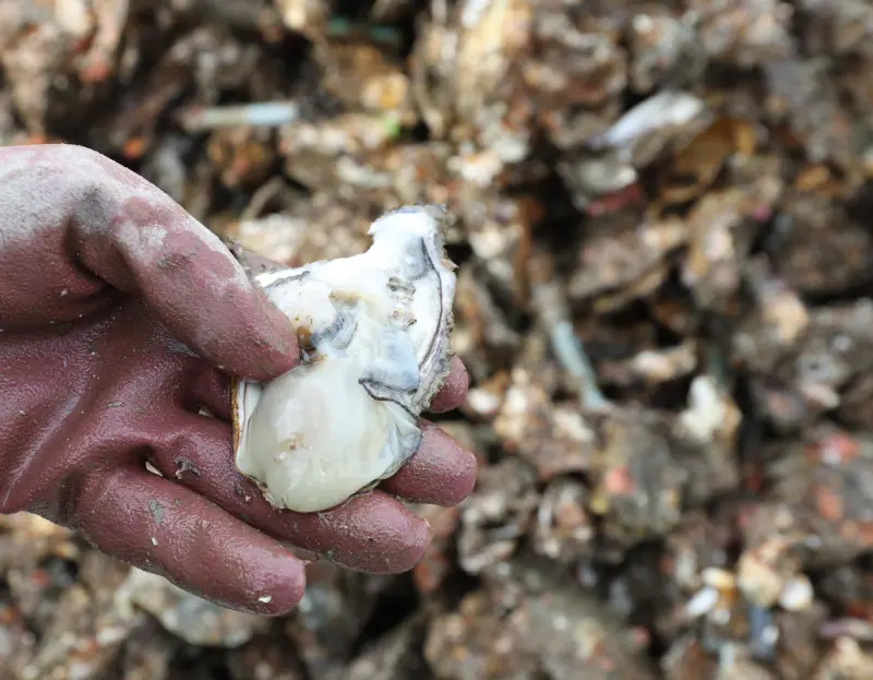 ▲日本廣島發生養殖牡蠣大規模死亡異象，約有80至90%在收獲前就死亡，業者都感到發毛。（圖／美聯社／達志影像）