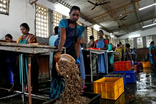 禁日本水產改吃印度貨！中國小粉紅一片哀號：突然不想吃
