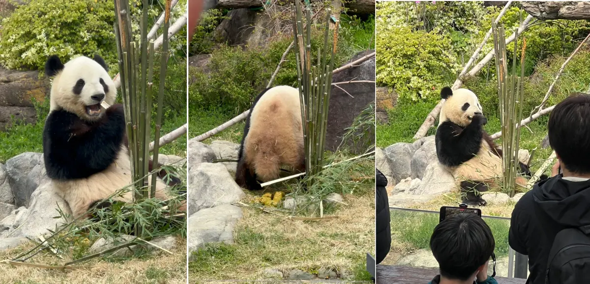 中國出招「沒收日本大熊貓」自家網友也無言：有體面的贏法嗎