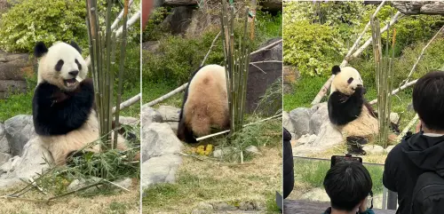 中國出招「沒收日本大熊貓」自家網友也無言：有體面的贏法嗎
