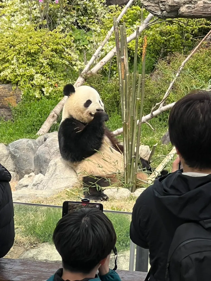    ▲▲東京上野動物園的兩隻大熊貓將於明年2月返回中國，中媒警告，若中日關係持續惡化，中國將停止租賃大熊貓給日本。圖為上野動物園的大熊貓。（圖／記者陳政嘉攝）  