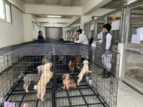 米可白喊話有效！苗栗犬舍爆割聲帶　動防所長下台再挨告貪汙遭查
