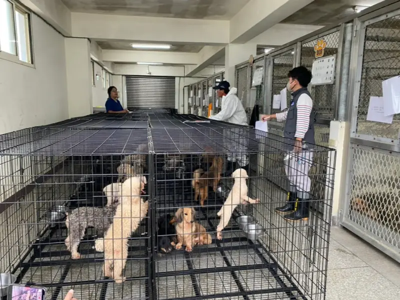 ▲縣府收容「人人犬舍」的犬隻，並開放接受民眾領養。（圖／縣府提供）