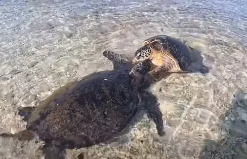 ▲（圖／Sea Prince授權提供）