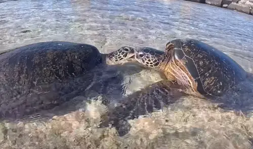 ▲（圖／Sea Prince授權提供）