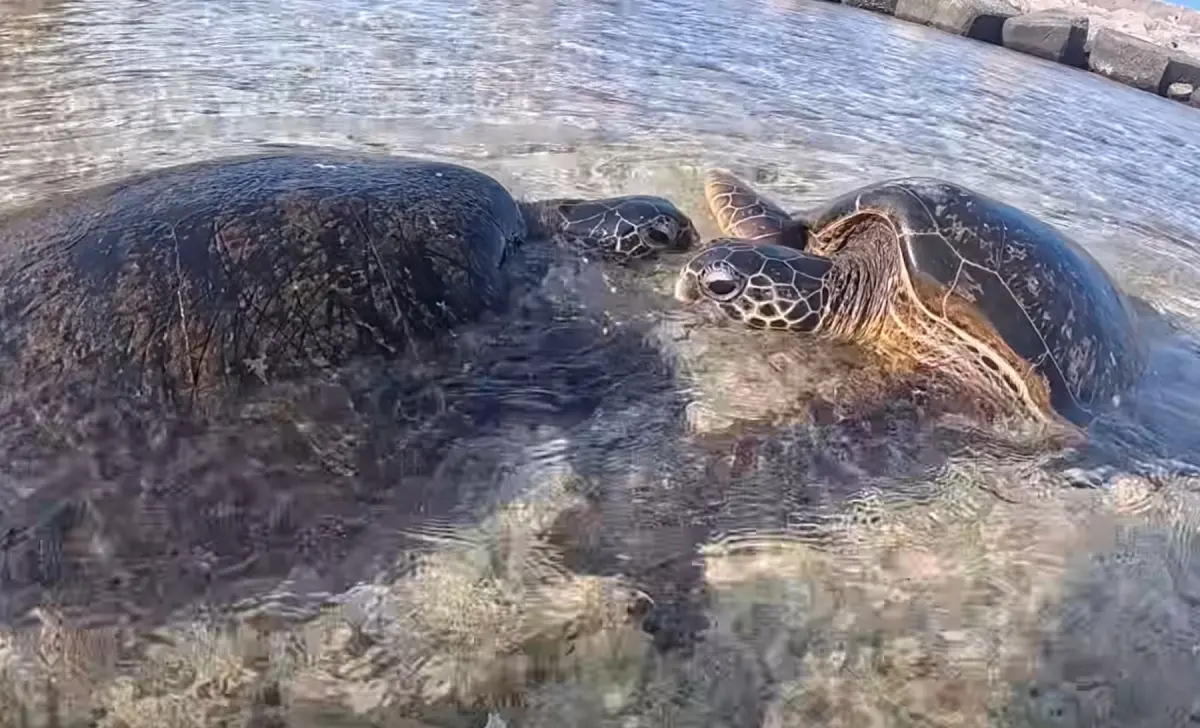 小琉球「2海龜罕見鬥毆」！他直擊不敢救 眾秒懂：60萬直接沒了