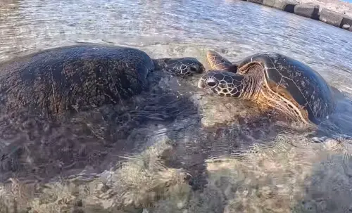 小琉球「2海龜罕見鬥毆」！他直擊不敢救　眾秒懂：60萬直接沒了
