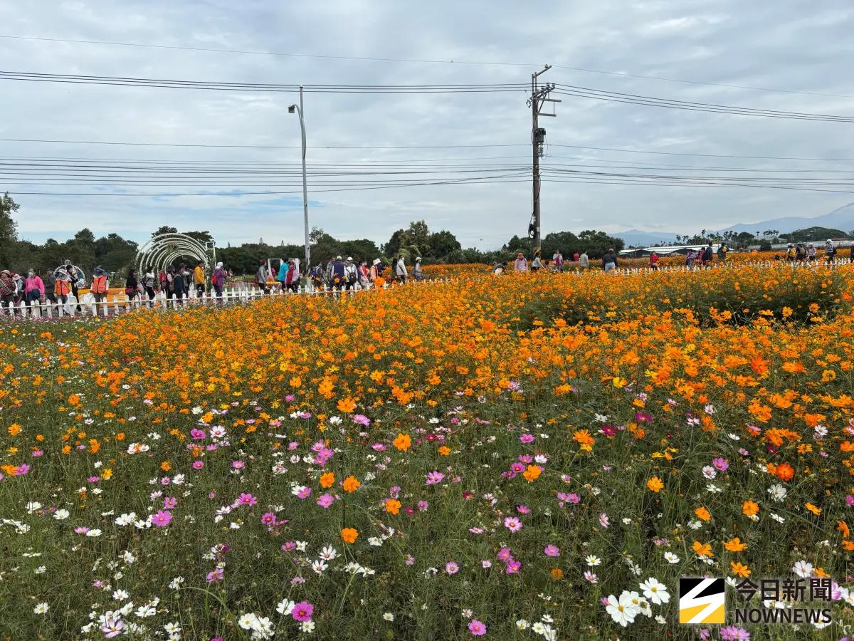 新社花海人氣爆發 遊客破200萬倒數9天百花盛開