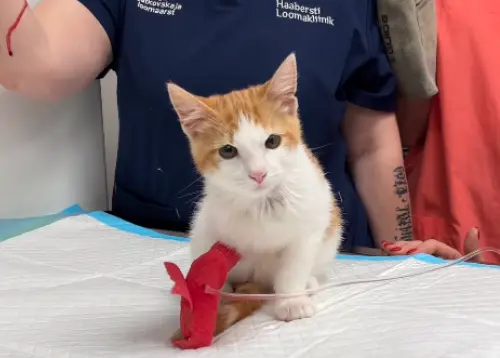 最兇猛小奶貓！揍到7獸醫掛彩「根本戰神」　眾愣爆：這是獅子吧
