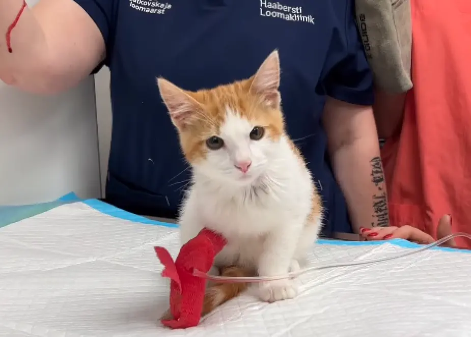 最兇猛小奶貓！揍到7獸醫掛彩「根本戰神」 眾愣爆：這是獅子吧