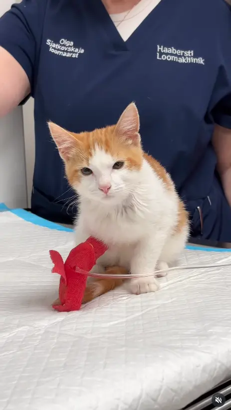 ▲（圖／翻攝自IG@haabersti_loomakliinik）