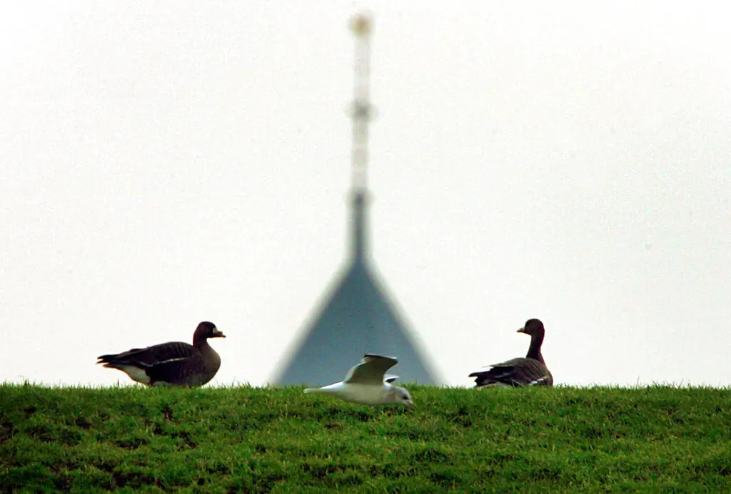 全球首例！美國爆人類感染H5N5型禽流感喪命 潛在傳染源曝光