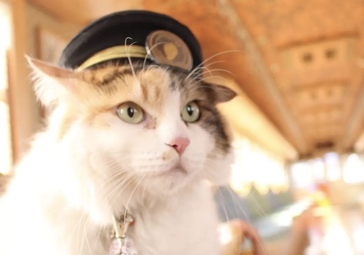 和歌山電鐵「貓貓站長」二代玉離世！享年15歲 曾狂吸觀光客升官