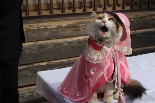 ▲（圖／取自X@@ekichoTAMA）