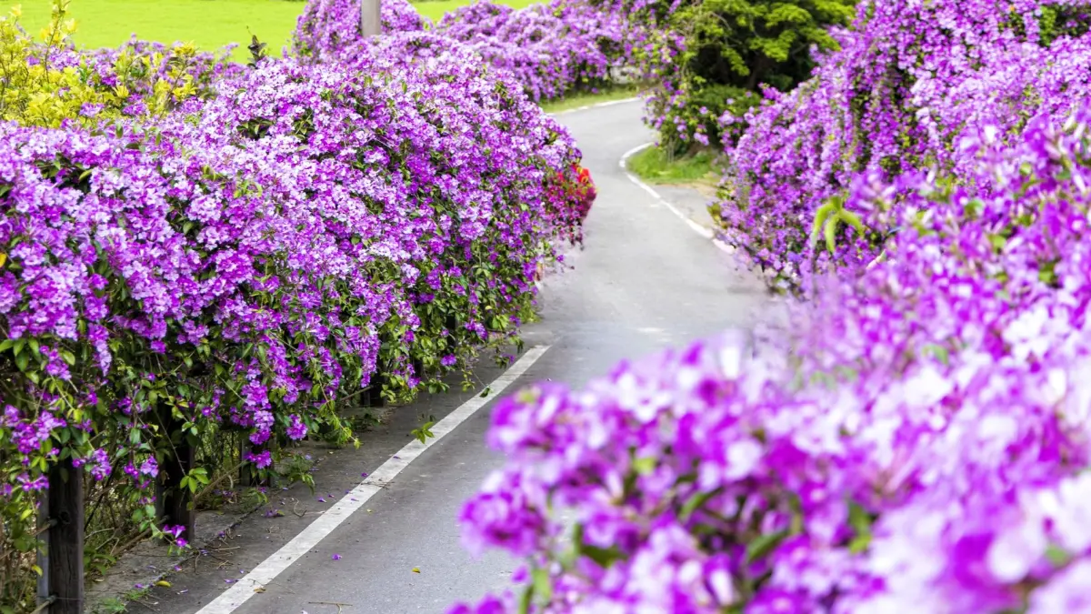 紫爆花海太夢幻！苗栗通霄「蒜香藤花廊」炸開9成 交通景點一覽